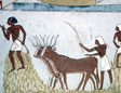 wall paintings