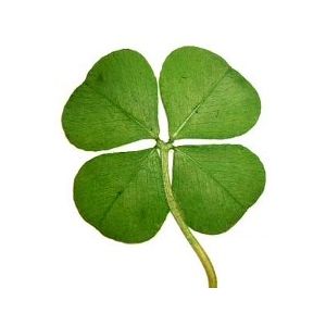 Four Leaf Clover